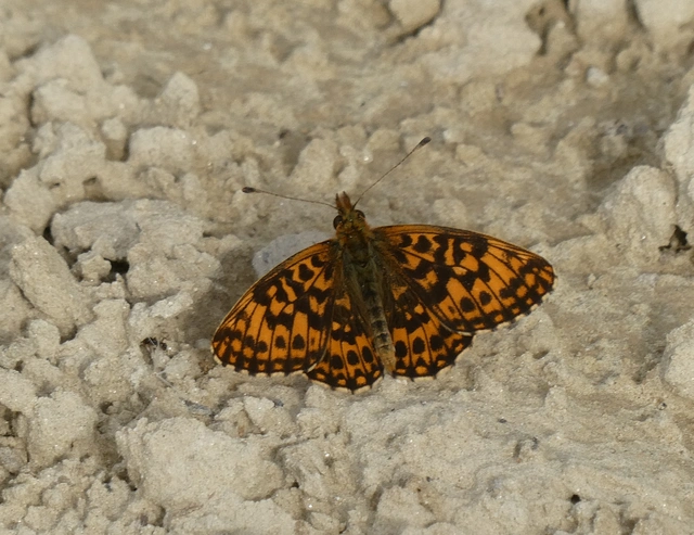 Boloria dia - kis gyöngyházlepke