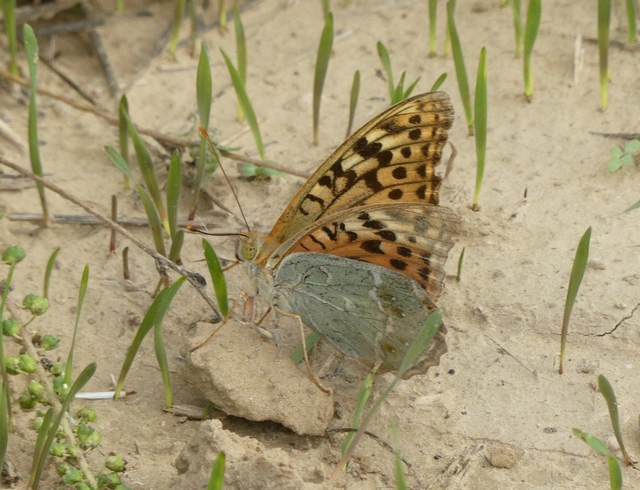 Argynnis pandora - zöldes gyöngyházlepke