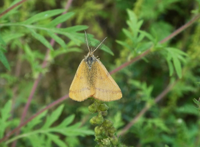 Lythria purpuraria - bíborsávos araszoló