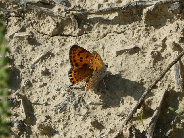 Lycaena thersamon - kis tűzlepke