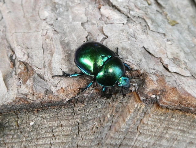Trypocopris vernalis - tavaszi álganéjtúró