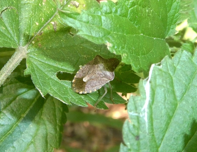 Peribalus strictus - tavaszi címerespoloska Peribalus strictus - tavaszi címerespoloska