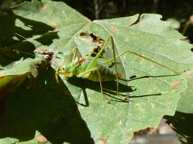 Poecilimon schmidtii - Schmidt-pókszöcske