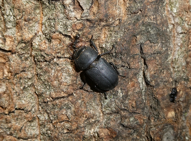 Dorcus parallelipipedus - kis szarvasbogár