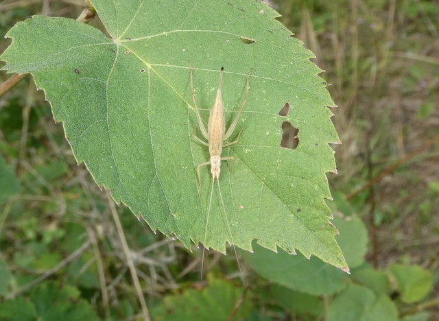 Oecanthus pellucens - pirregőtücsök