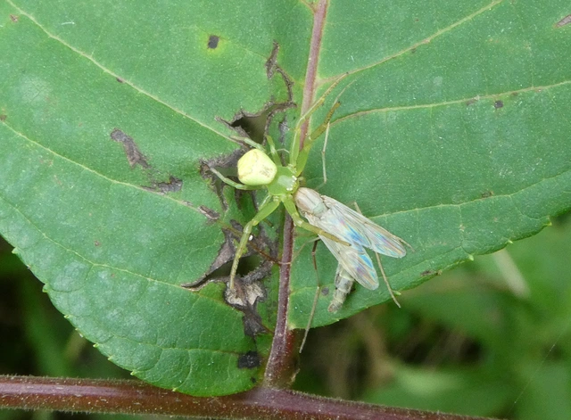 Ebrechtella tricuspidata - alakoskodó karolópók