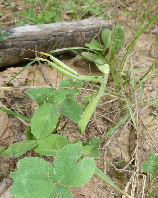 Mantis religiosa - imádkozósáska