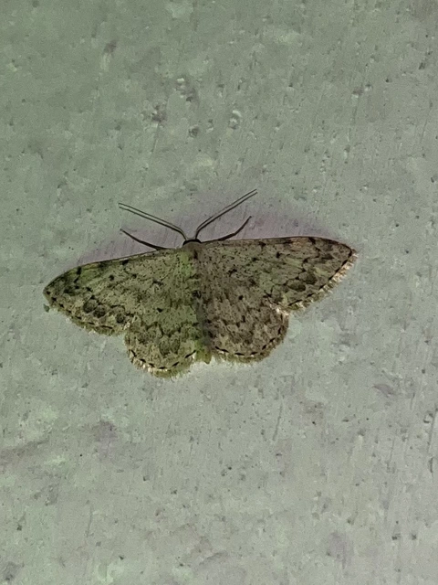 Scopula marginepunctata - pettyes sávosaraszoló