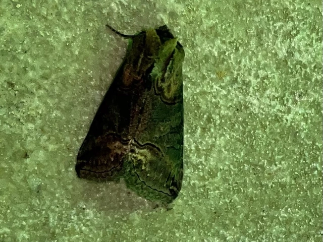 Abrostola triplasia - közönséges csalánbagoly