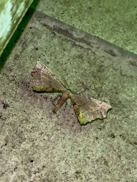 Artiora evonymaria - kecskerágó-araszoló