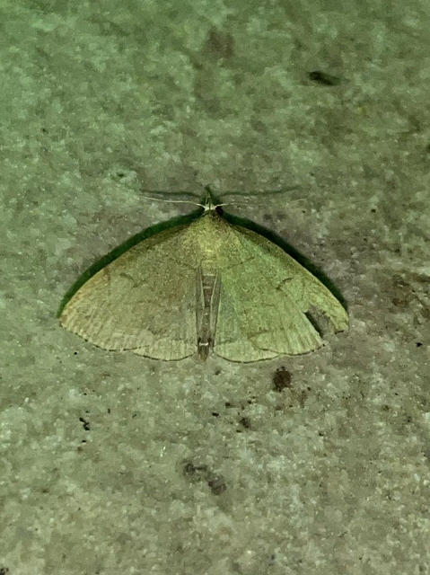 Herminia tarsicrinalis - szőröslábú karcsúbagoly