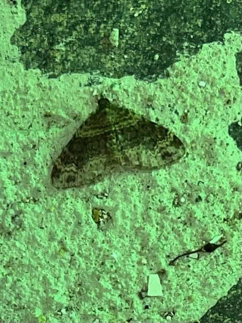 Xanthorhoe ferrugata - kerti tarkaaraszoló