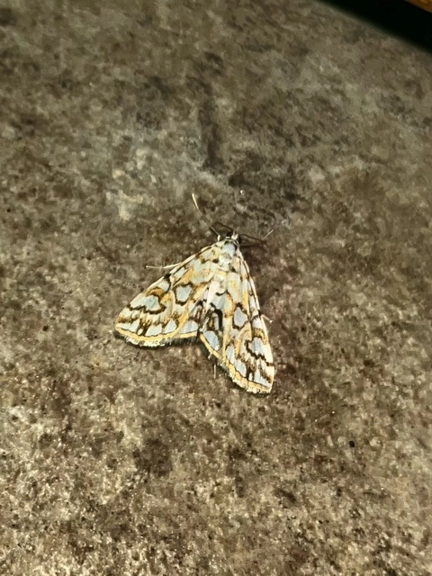 Elophila nymphaeata - tarka vízimoly