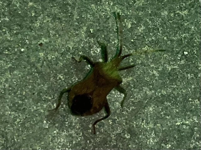 Coreus marginatus - közönséges karimáspoloska