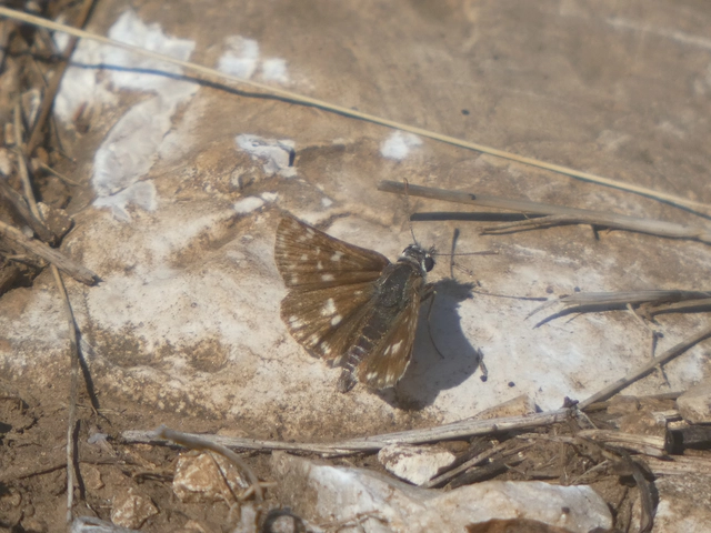 Spialia orbifer - törpe busalepke