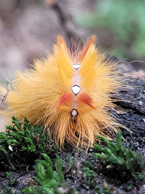 Acronicta aceris - vadgesztenye-szigonyosbagoly