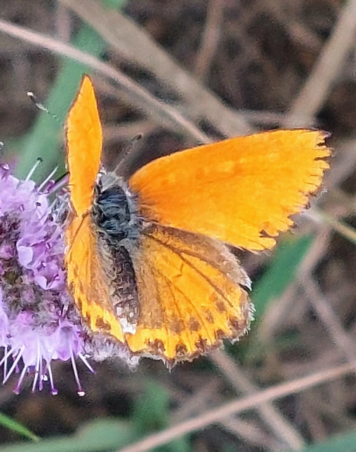 Lycaena thersamon - kis tűzlepke