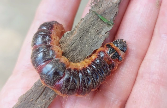 Cossus cossus - fűzfarontólepke