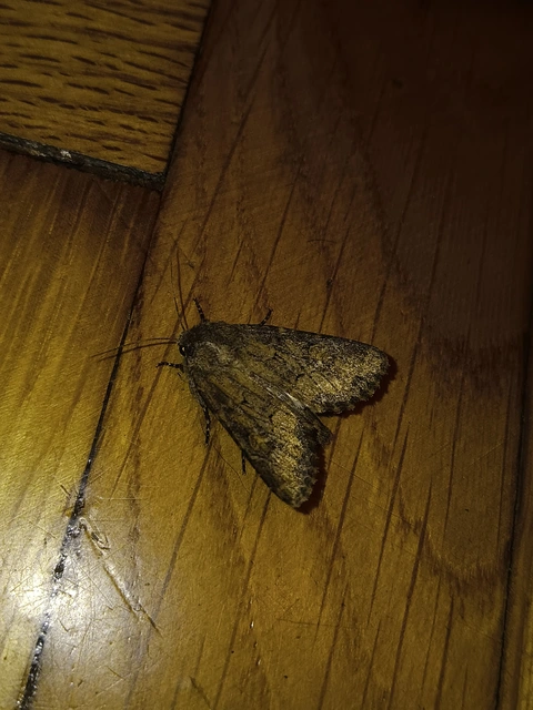 Luperina testacea - barnás szürkebagoly