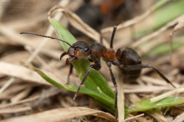 Formica pratensis - réti vöröshangya
