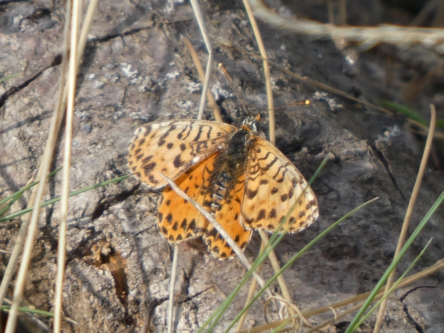 Melitaea didyma - tüzes tarkalepke