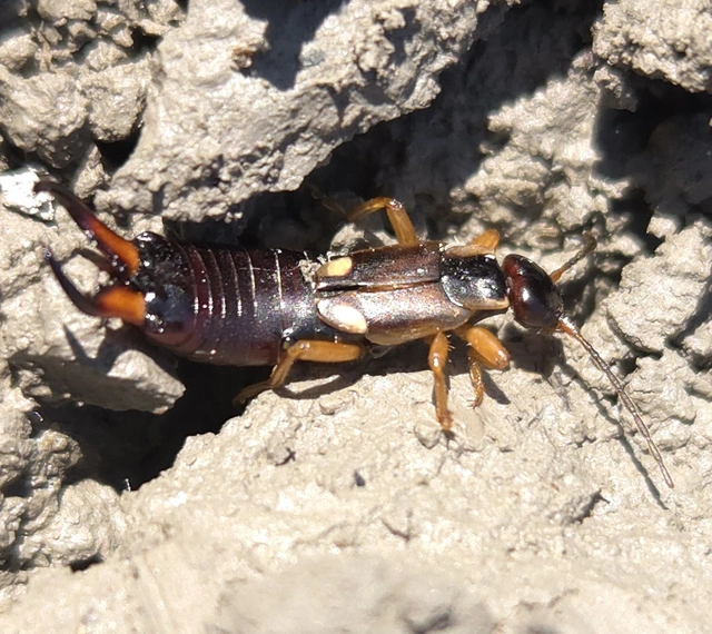 Forficula auricularia - közönséges fülbemászó