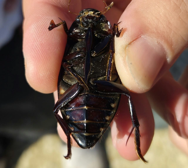 Hydrophilus piceus - közönséges óriáscsibor