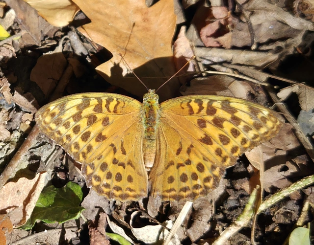 Argynnis paphia - nagy gyöngyházlepke