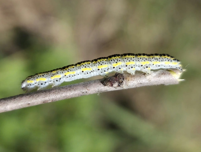 Calophasia