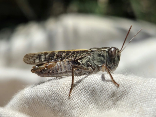 Calliptamus italicus - olaszsáska