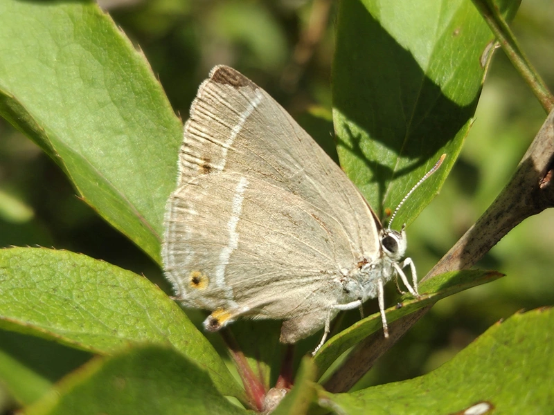 Neozephyrus quercus - tölgyfalepke