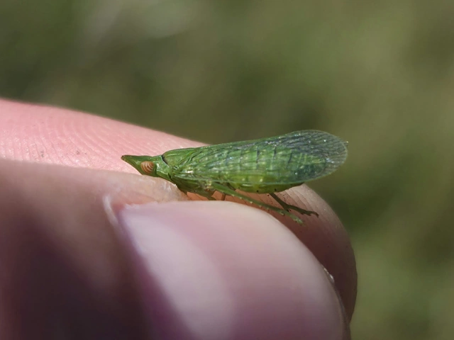 Dictyophara multireticulata