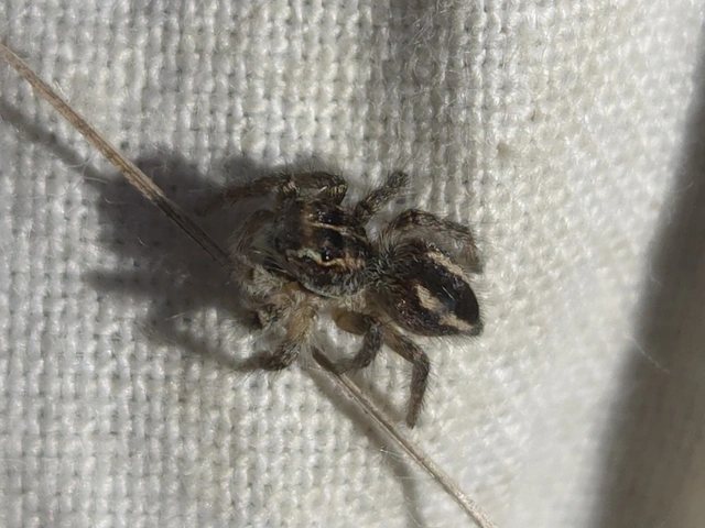 Philaeus chrysops - piros ugrópók