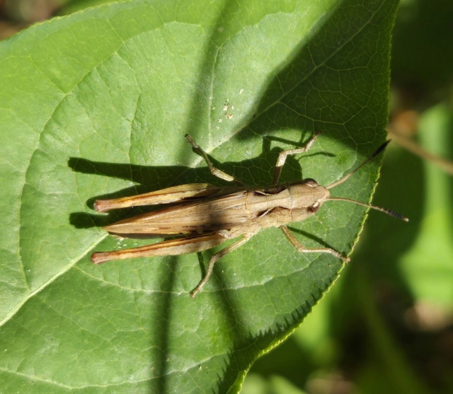 Chorthippus (Glyptobothrus) (subgenus)