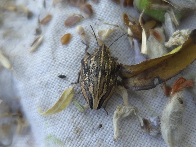 Odontotarsus Odontotarsus