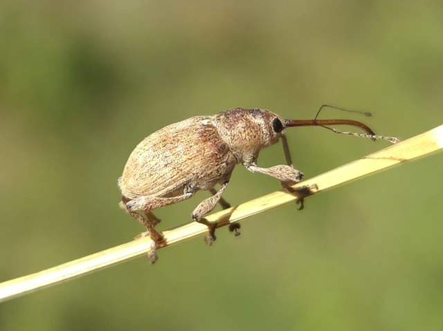 Curculio propinquus - halvány zsuzsóka