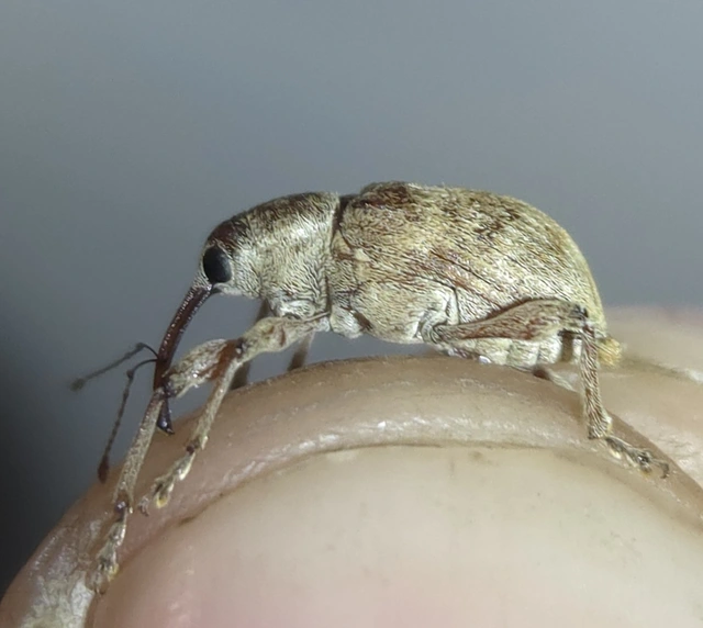 Curculio propinquus - halvány zsuzsóka