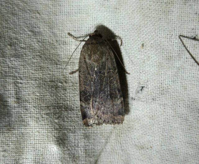 Noctua interposita - köztes sárgafűbagoly