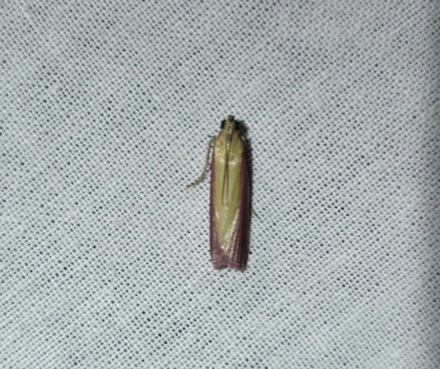 Oncocera semirubella - lucernamoly