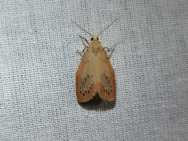 Miltochrista miniata - piros medvelepke