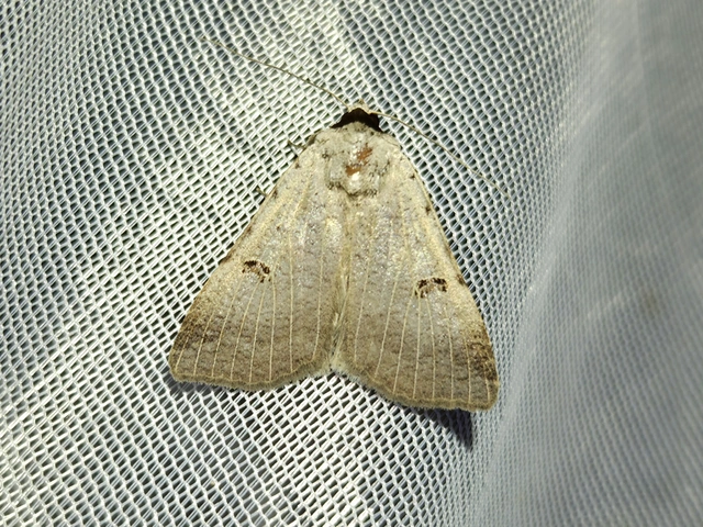 Lygephila craccae - gyakori csüdfűbagoly