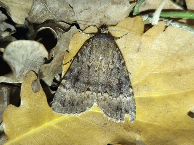 Amphipyra berbera/pyramidea