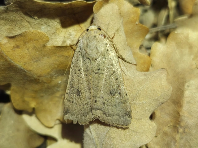 Noctua comes - kis sárgafűbagoly