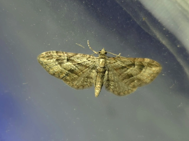Eupithecia ericeata - feketefenyő-törpearaszoló