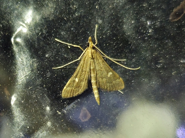 Dolicharthria punctalis - hosszúlábú tűzmoly