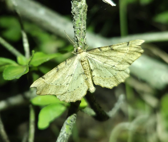 Artiora evonymaria - kecskerágó-araszoló