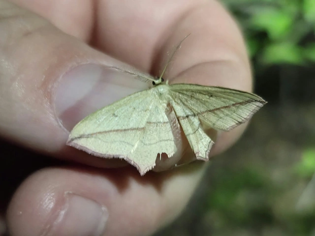Timandra comae - piroscsíkos csipkésaraszoló
