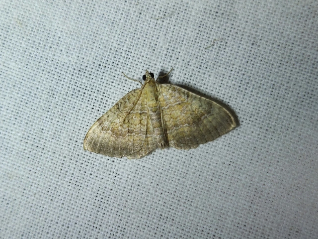 Camptogramma bilineata - kétvonalas sávosaraszoló