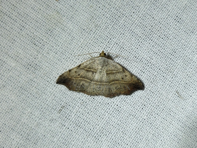 Laspeyria flexula - zuzmóbagoly