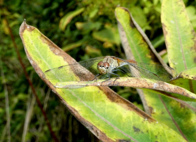 Sympetrum sanguineum - vörös katona-szitakötő